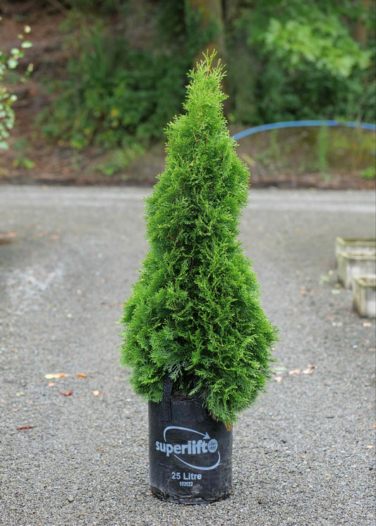 Thuja Occidentalis Smaragd