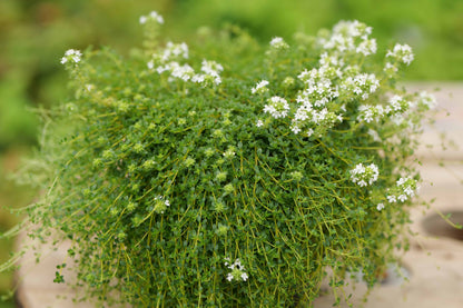 Thymus Creeping White
