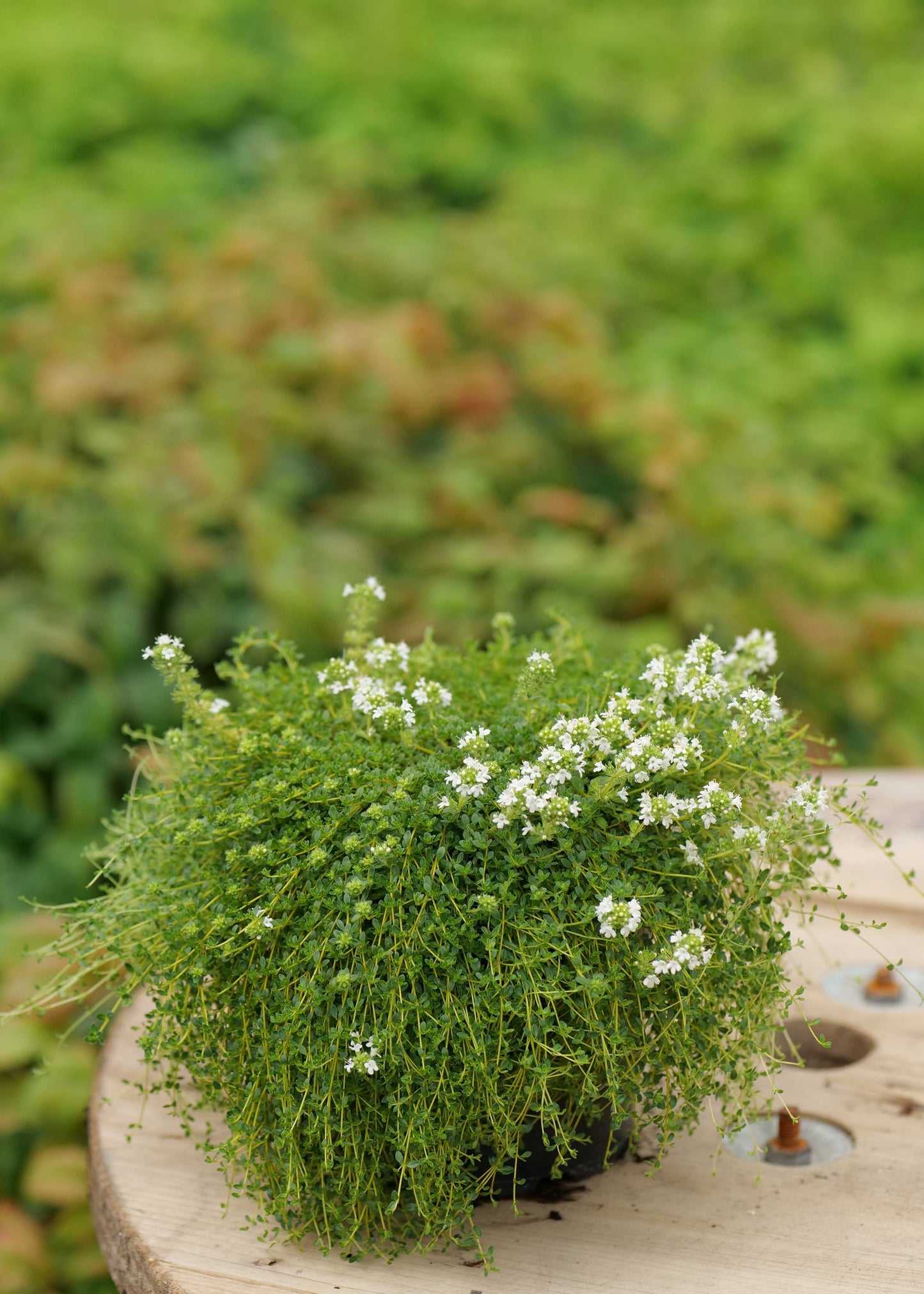 Thymus Creeping White