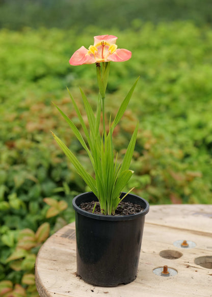 Tigridia Hybrids