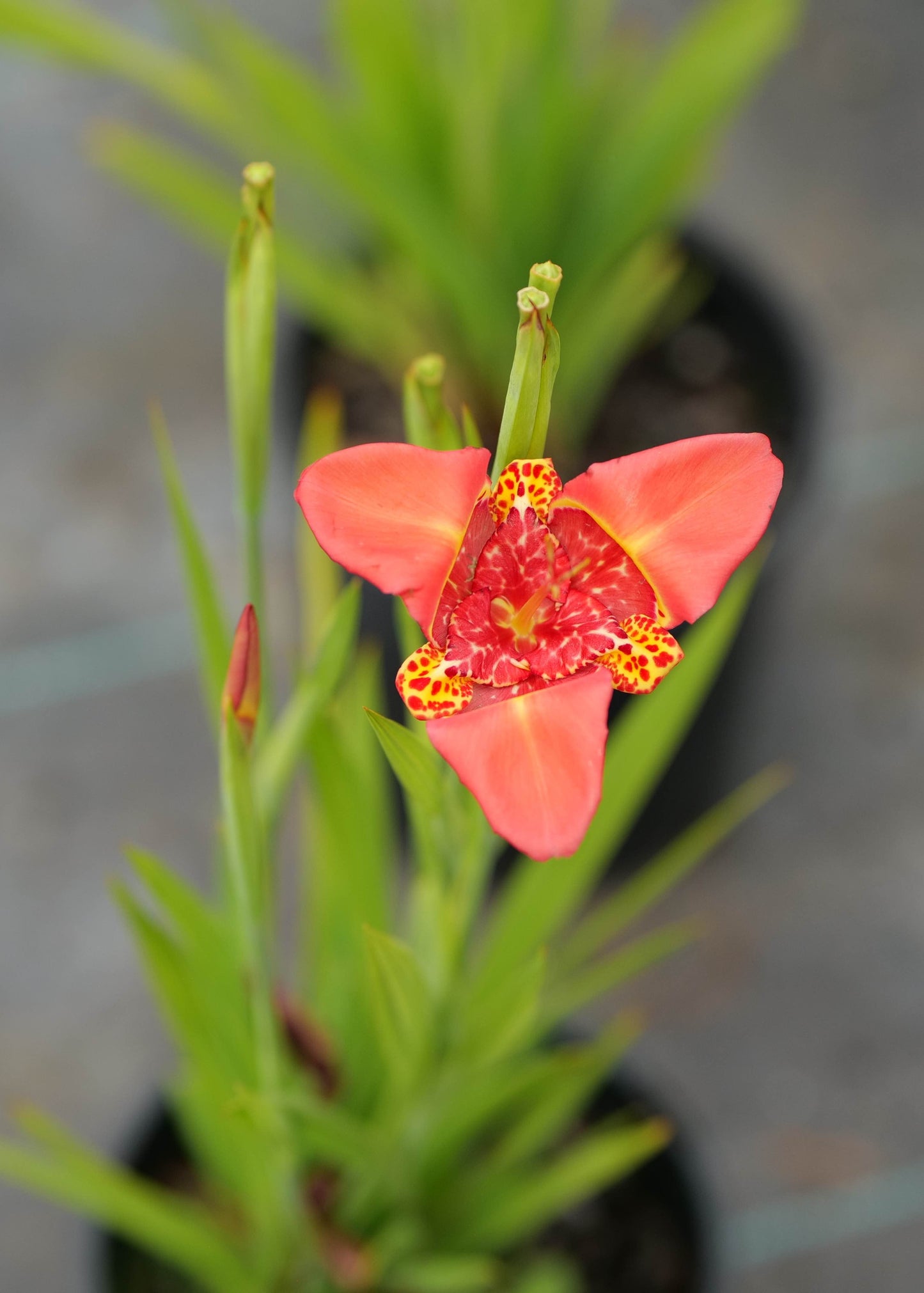 Tigridia Hybrids