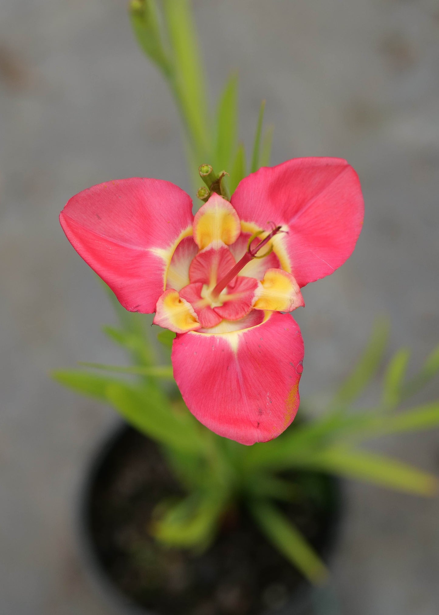 Tigridia Hybrids