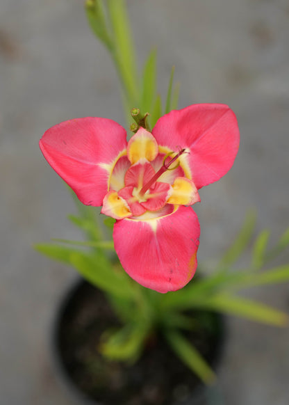 Tigridia Hybrids