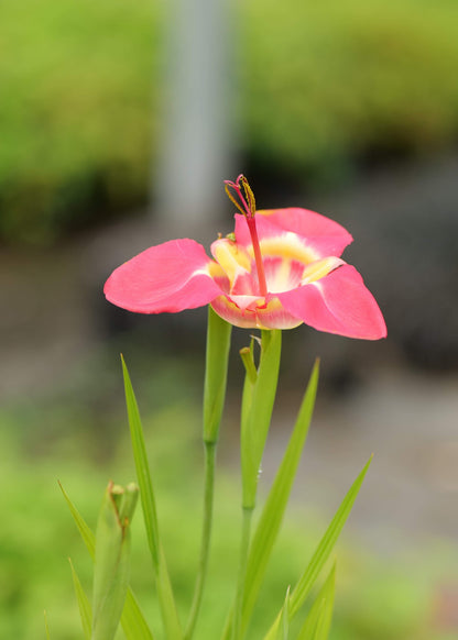 Tigridia Hybrids