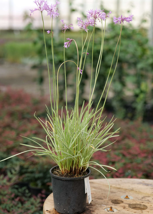 Tulbaghia Tricolor