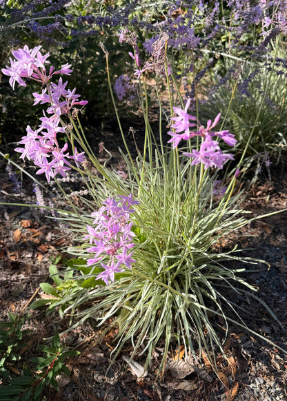Tulbaghia Tricolor
