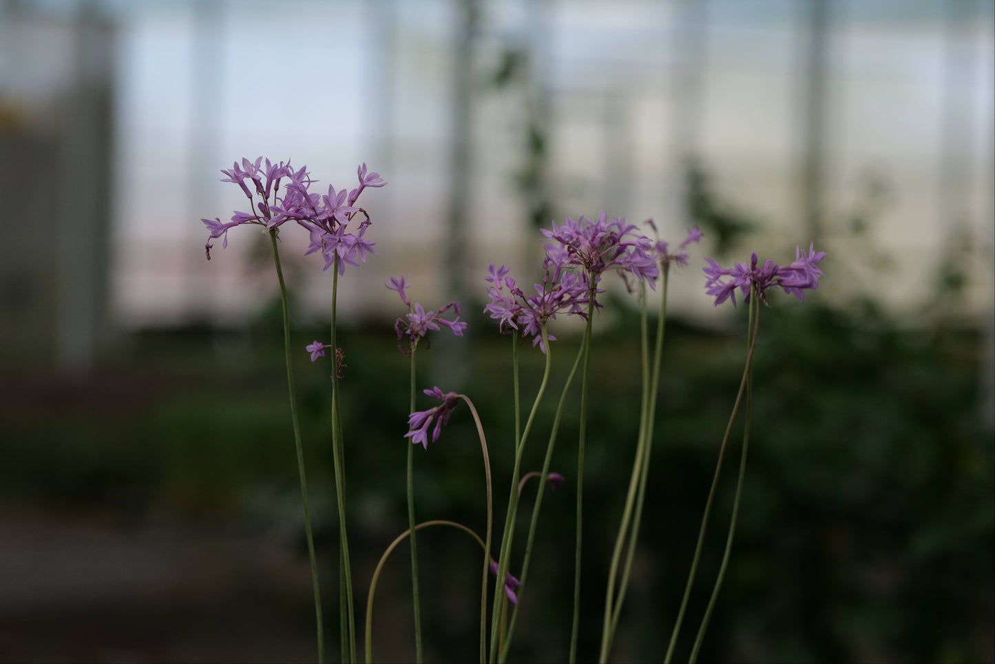 Tulbaghia Tricolor