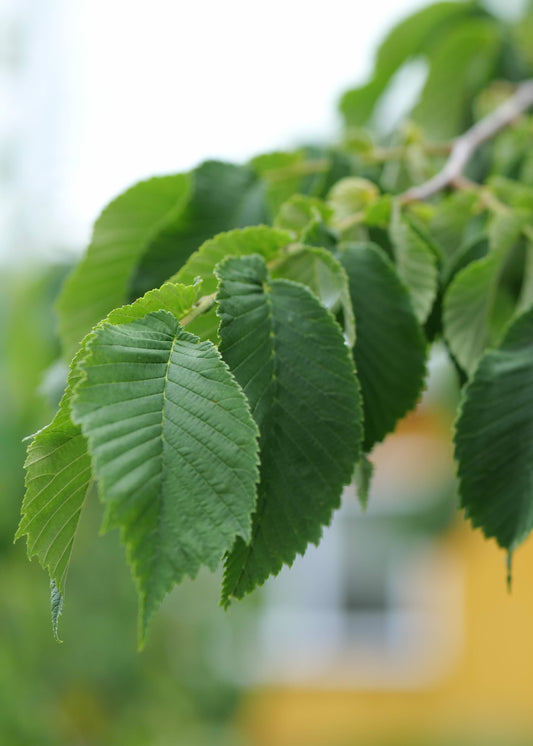 Ulmus Glabra Horizontalis
