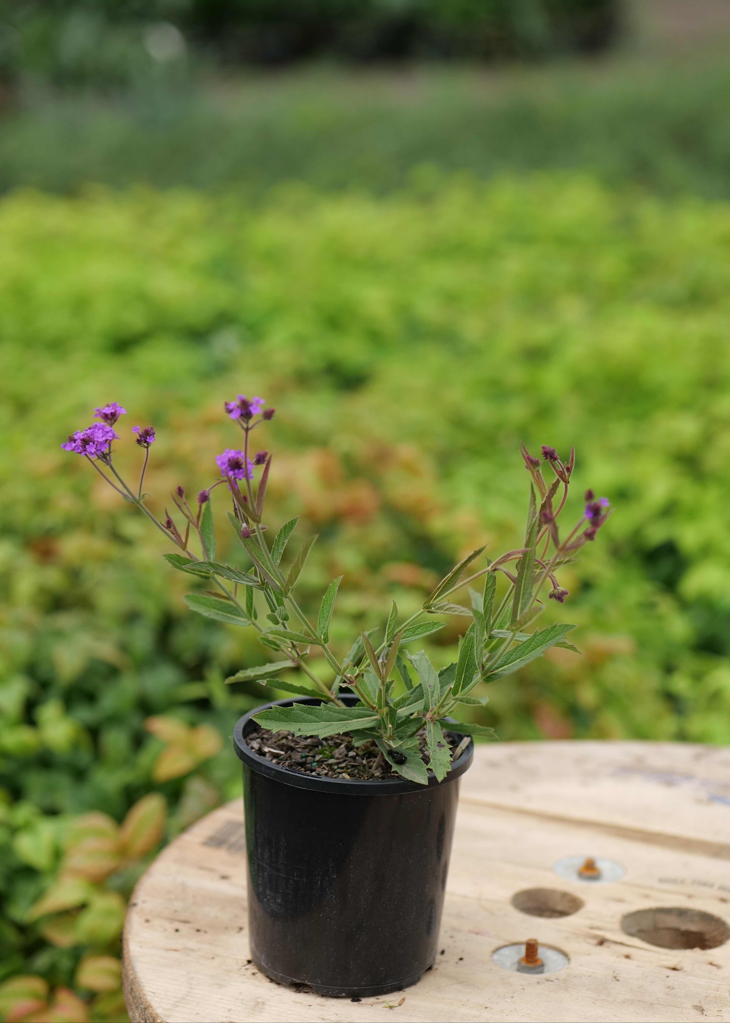 Verbena Rigida
