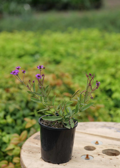 Verbena Rigida