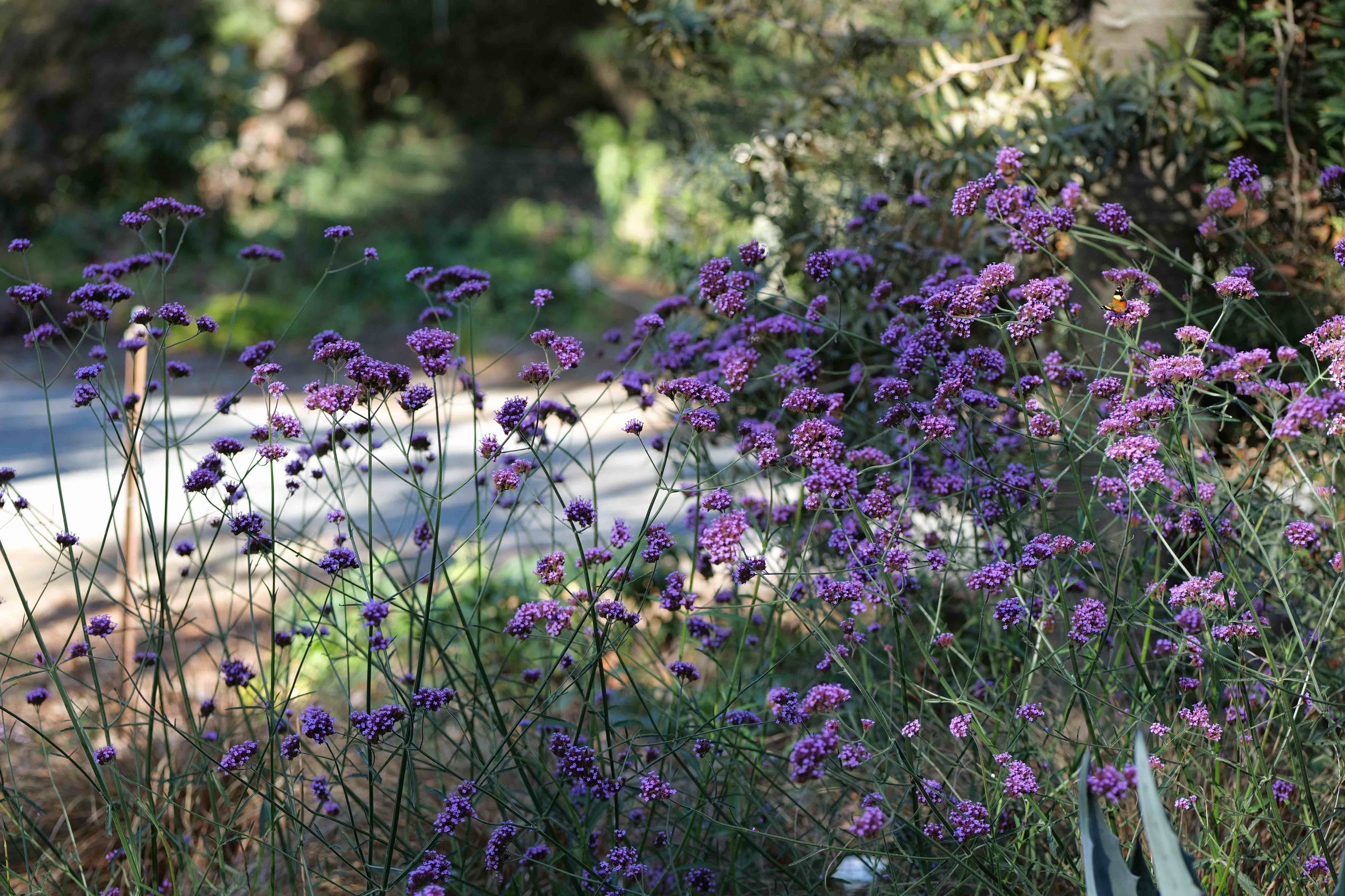 Purple flowers in a garden setting with blurred background