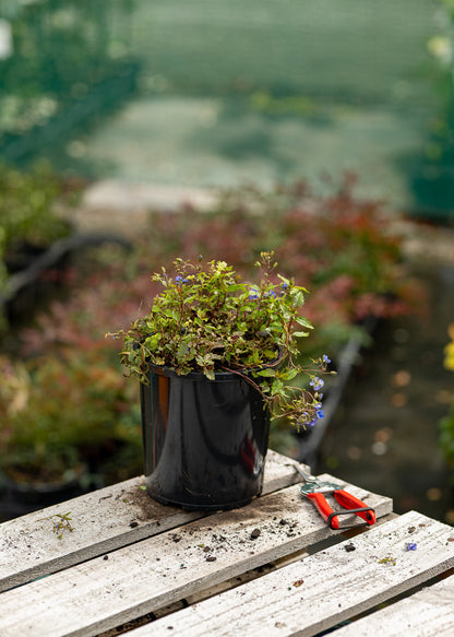 A potted Veronica Oxford Blue plant on a wooden surface with garden shears, blurred garden background