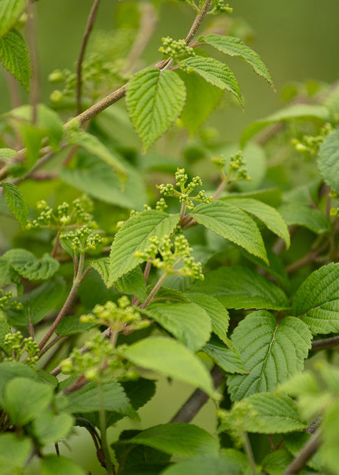 Viburnum Plicatum ‘Summer Snowflake’