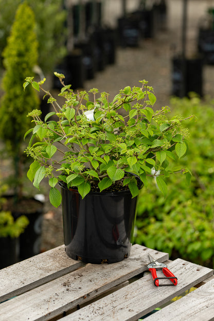 Viburnum Plicatum ‘Summer Snowflake’