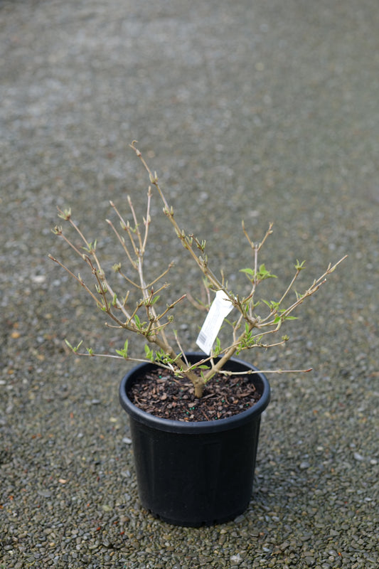 A small Viburnum Lanarth with a few green leaves, planted in a black plastic nursery pot on gravel ground, with a small white tag inserted.