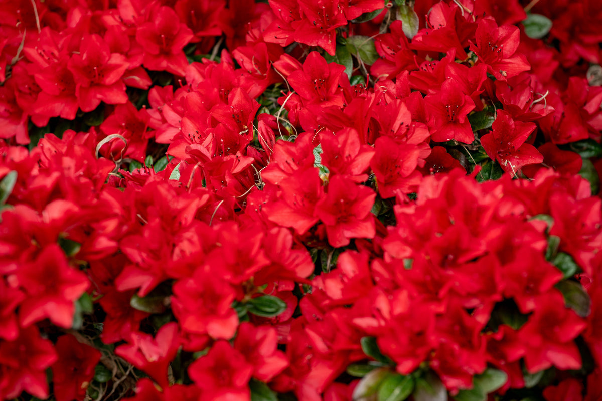 Azalea Rays Ruby Azalea Wards Ruby – CJ's Plant Farm