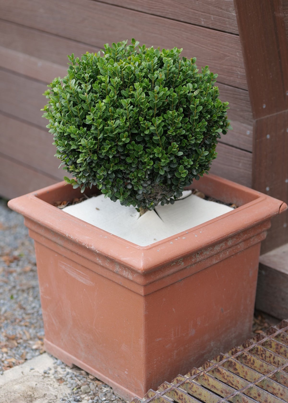 A round, neatly trimmed green boxwood topiary planted in a square terracotta-colored ceramic pot with a white wool liner, set outdoors against a brown wooden fence.