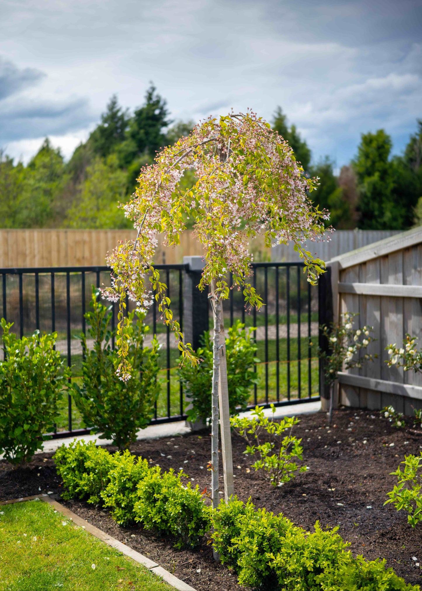 Weeping Cherry Tree in garden setting