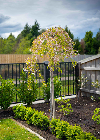 Weeping Cherry Tree in garden setting