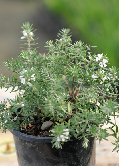 Westringia Low Horizon in a pot featuring light silver green foliage with little white flowers