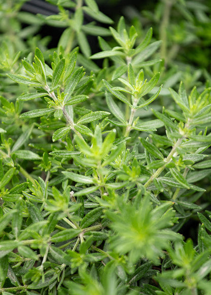 Westringia Low Horizon