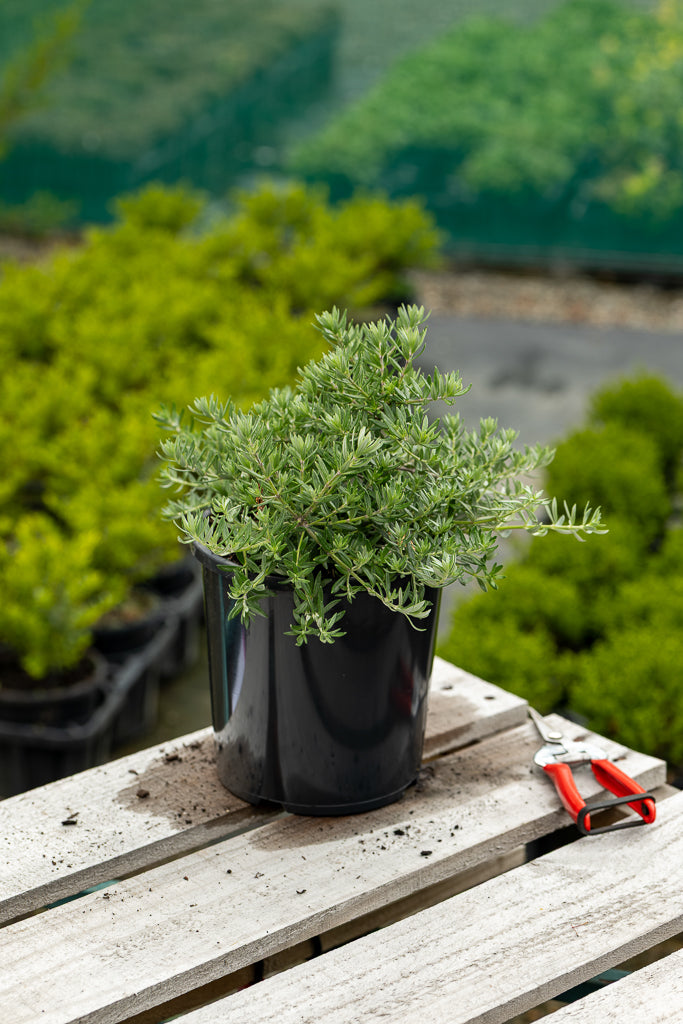 Westringia Low Horizon