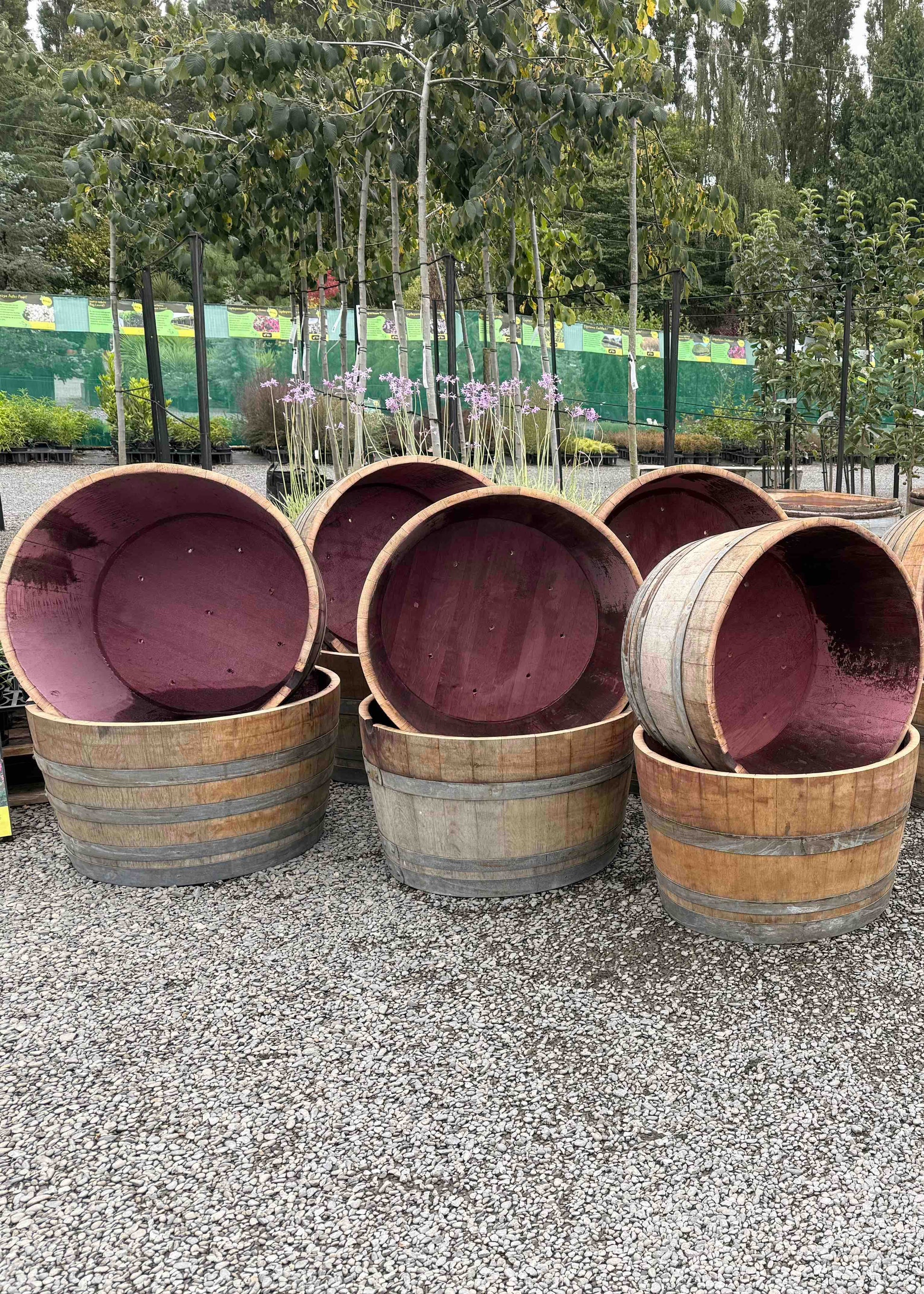 Oak Wine Barrels cut into planters with  arranged outdoors on a gravel surface.