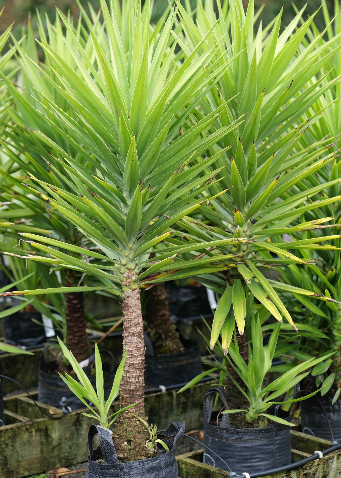 Yucca Elephantipes