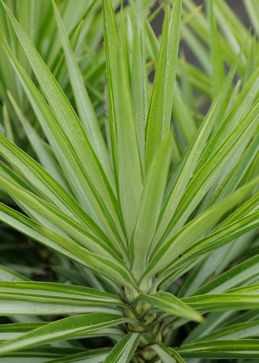 Yucca Elephantipes Silver Star