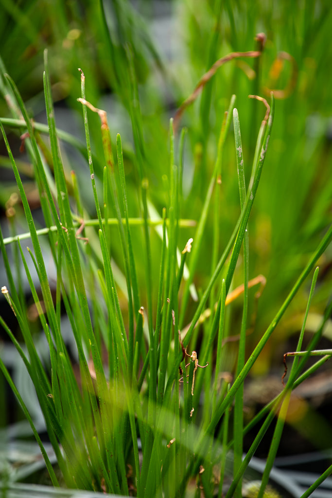 Zephyranthes Candida