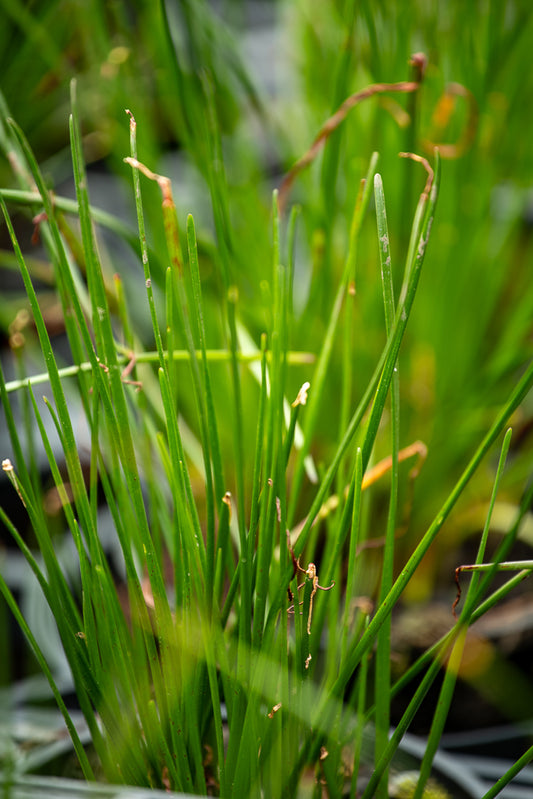 Zephyranthes Candida