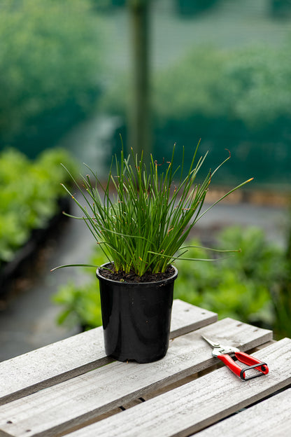 Zephyranthes Candida