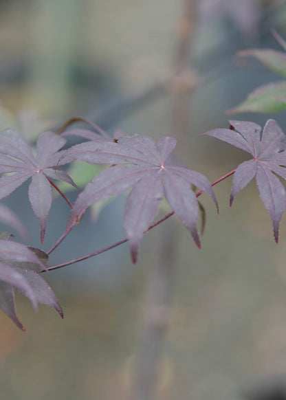 Acer Red Emperor