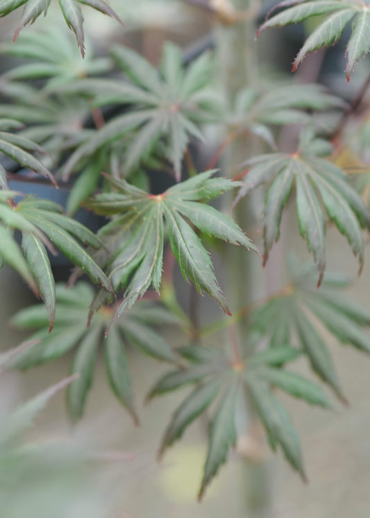 Acer Palmatum Trompenburg