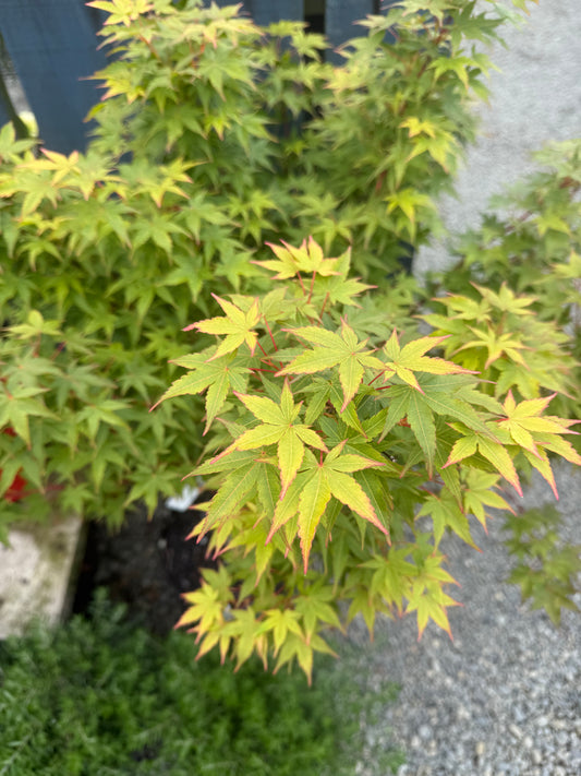 Acer Palmatum Fjellheim