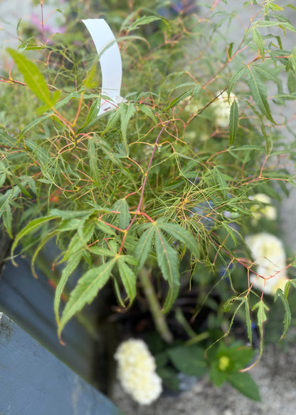 Acer Koto Ito Komachiwith green leaves and white flowers in the background