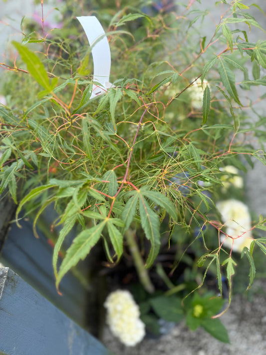 Acer Palmatum Koto Ito Komachi