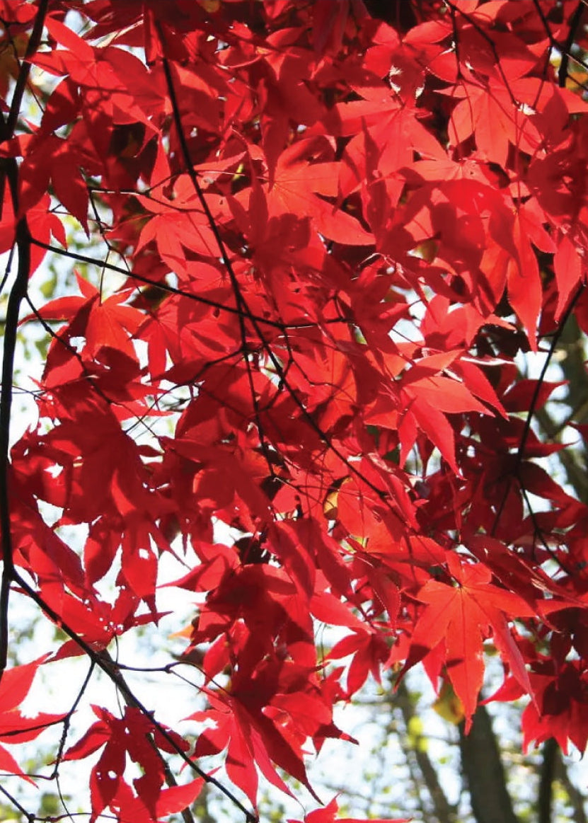 Acer Osakazuki