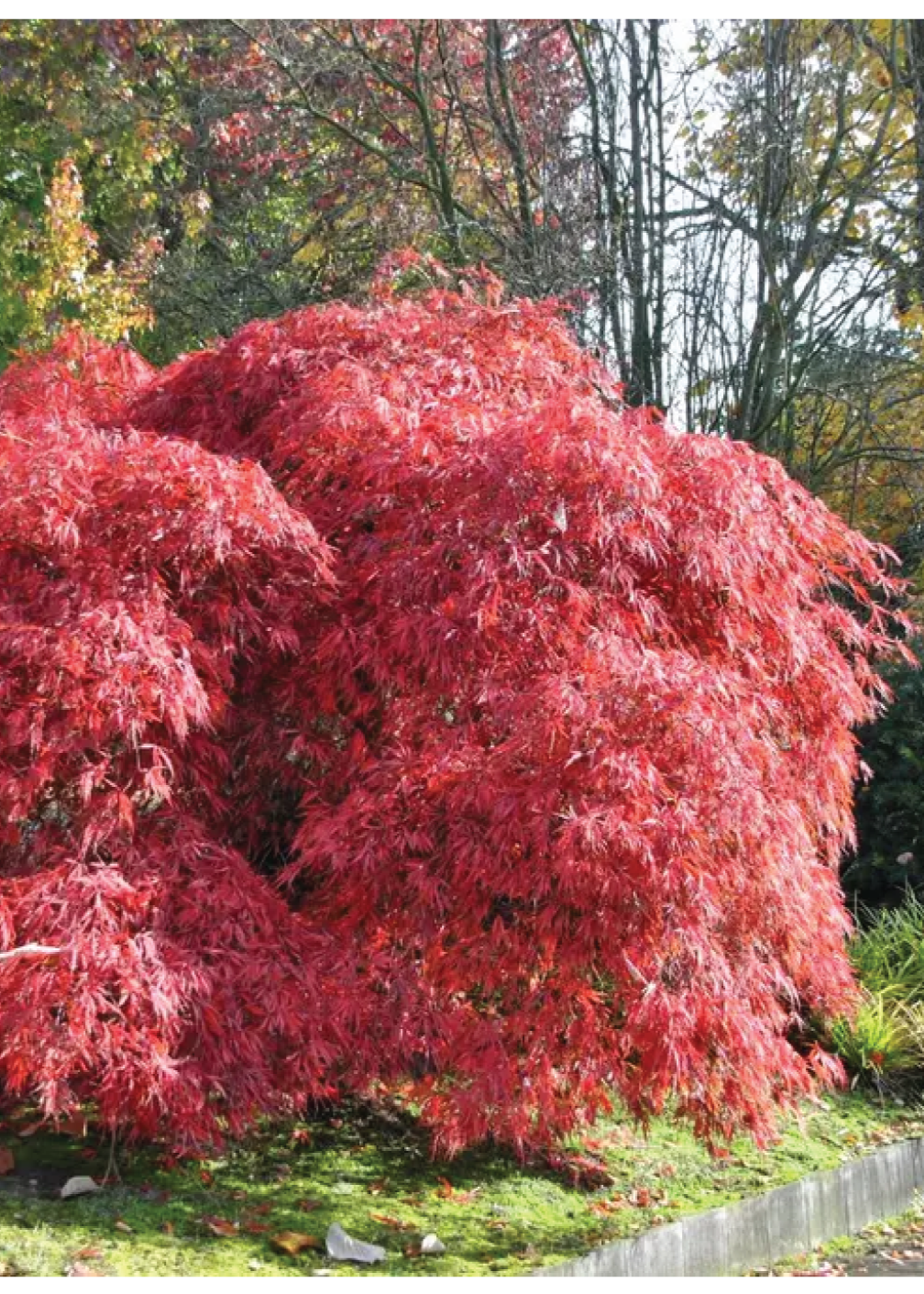 Acer Garnet