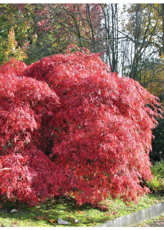 Acer Garnet