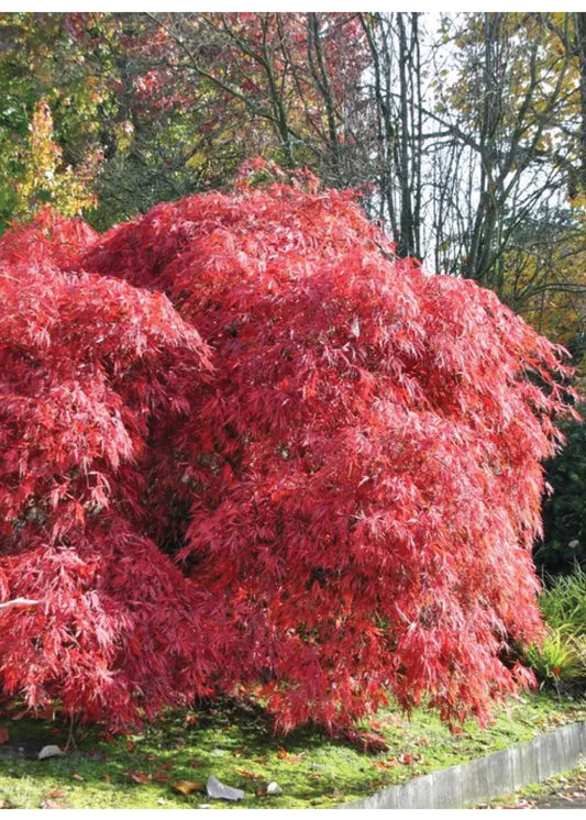 Acer Palmatum Dissectum Garnet