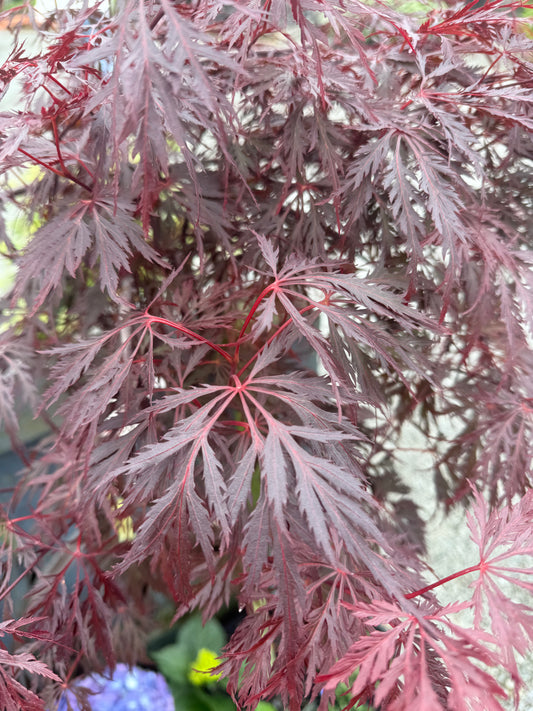 Acer Dissectum Red Dragon