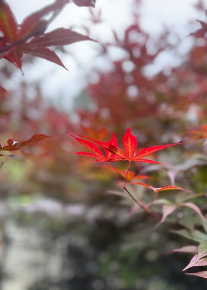 Acer Red Emperor