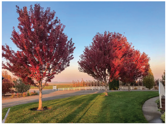 Acer Rubrum Brandywine