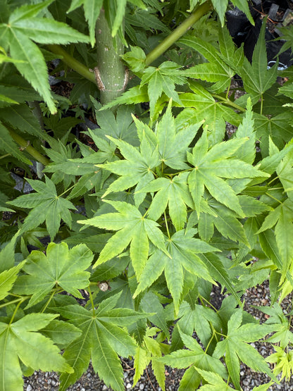Acer Shidava Gold
