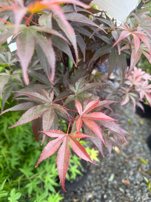 Acer Palmatum Skeeters Broom