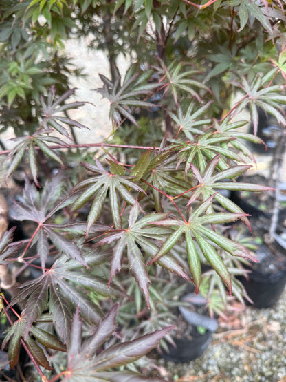 Acer Palmatum Trompenburg