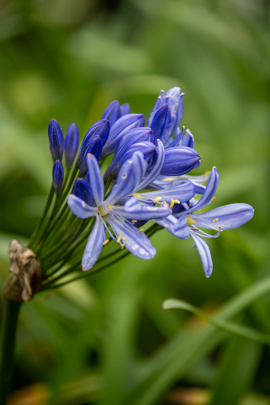 Agapanthus Bertsbrook