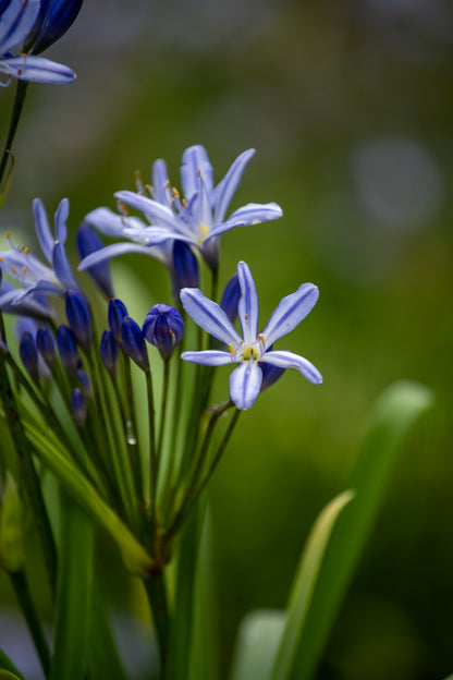 Agapanthus Bertsbrook