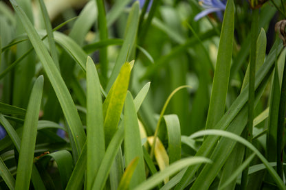 Agapanthus Bertsbrook